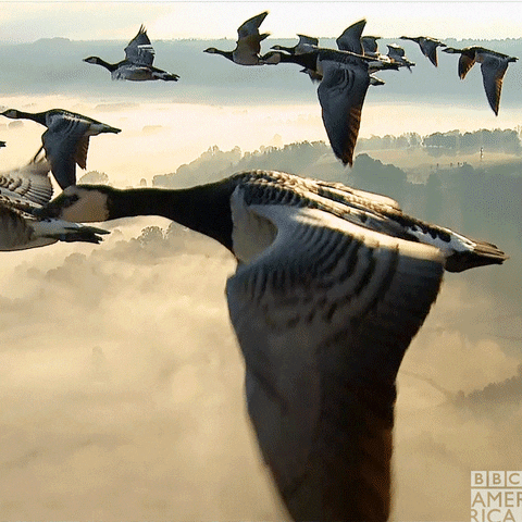 Help! All my users were migrated with the wrong language!